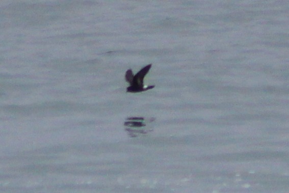 European Storm-Petrel - ML620169402