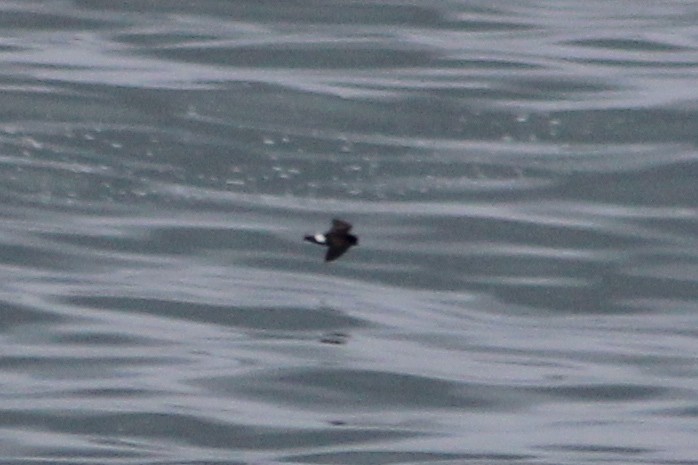 European Storm-Petrel - ML620169409