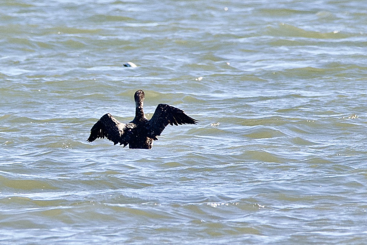 Double-crested Cormorant - John Frazier