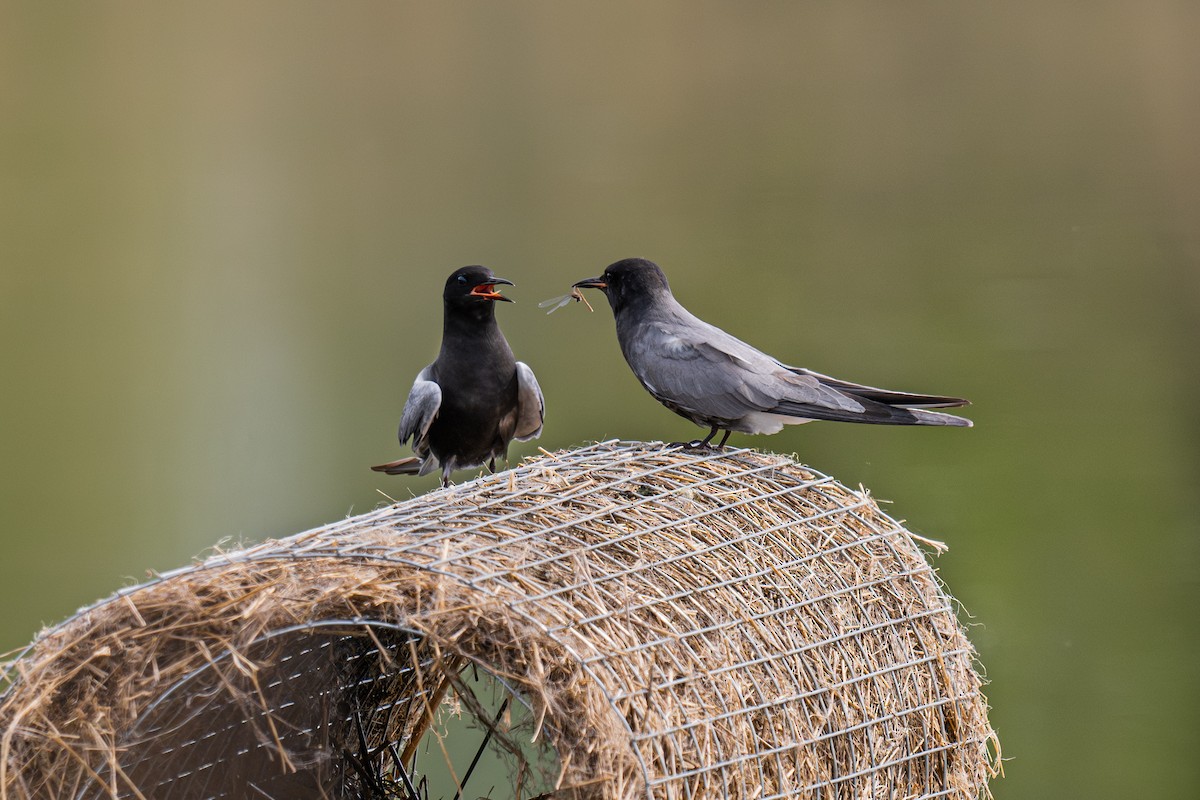 Black Tern - ML620169434