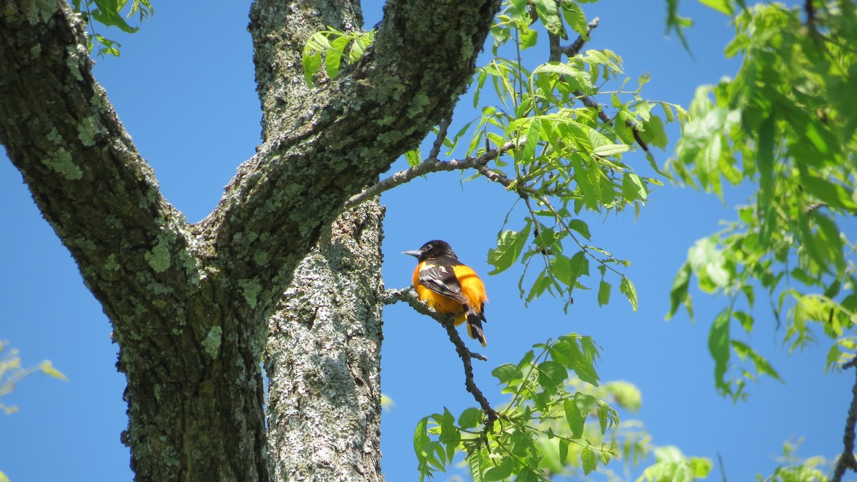 Baltimore Oriole - ML620169447