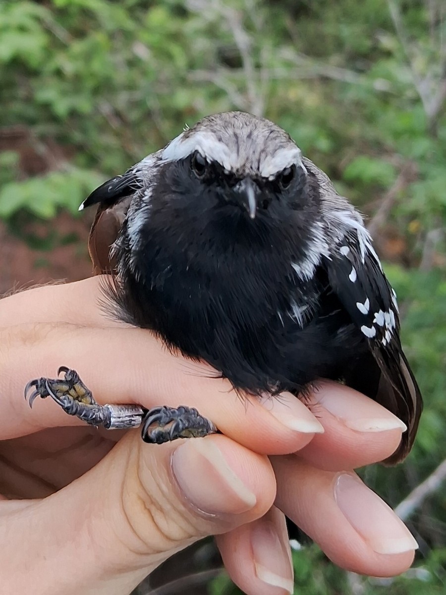 Black-bellied Antwren - ML620169456