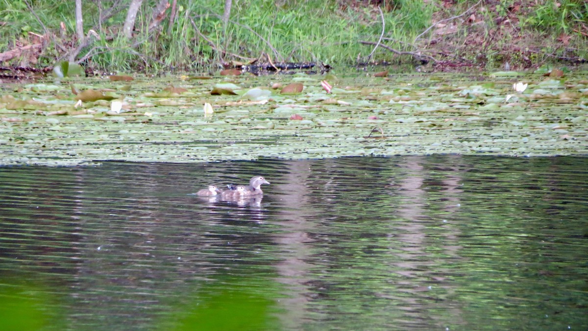 Wood Duck - ML620169467