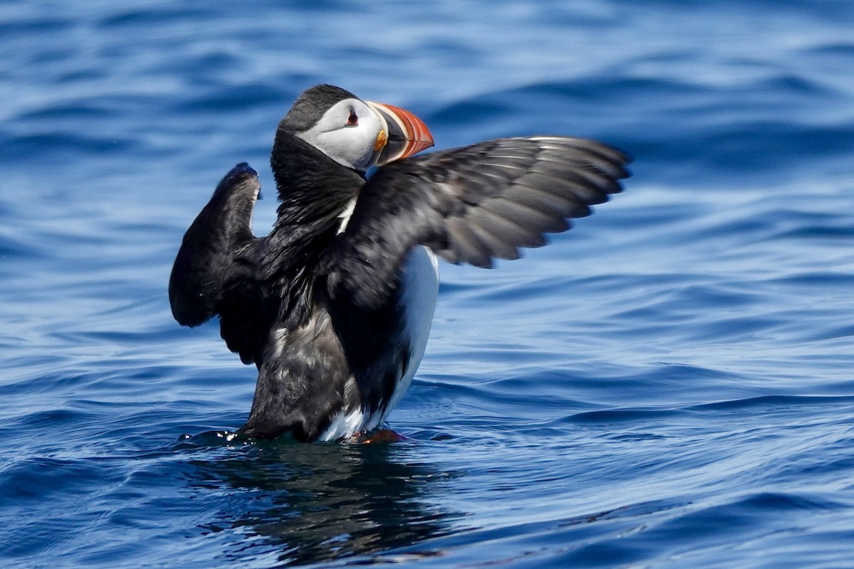 Atlantic Puffin - ML620169485