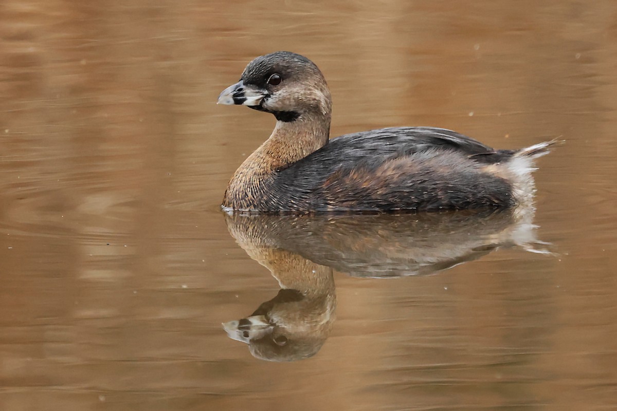 Pied-billed Grebe - ML620169487