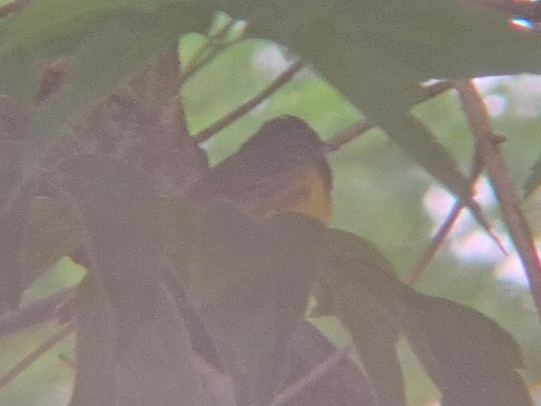 Mourning Warbler - ML620169488