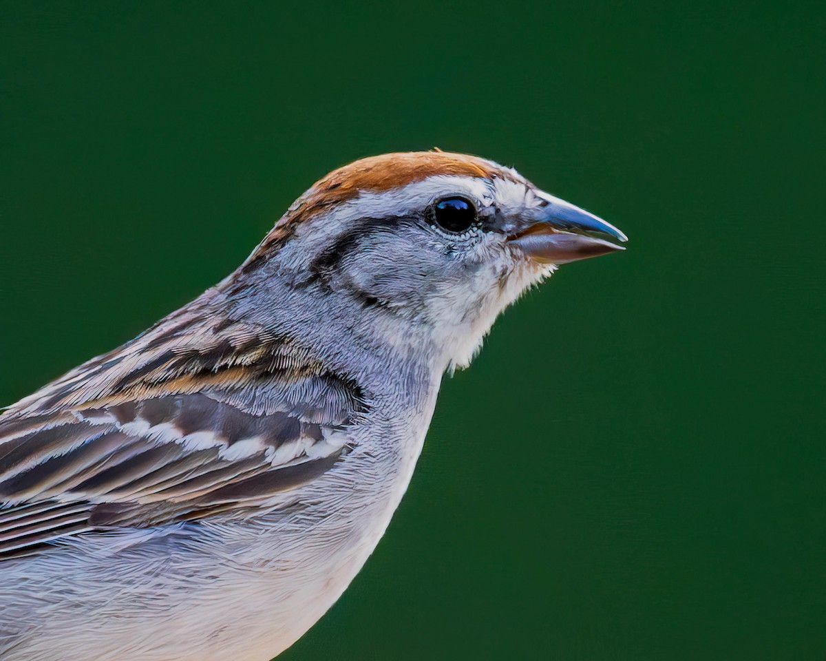 Chipping Sparrow - ML620169513