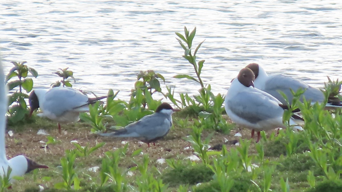 Whiskered Tern - ML620169514