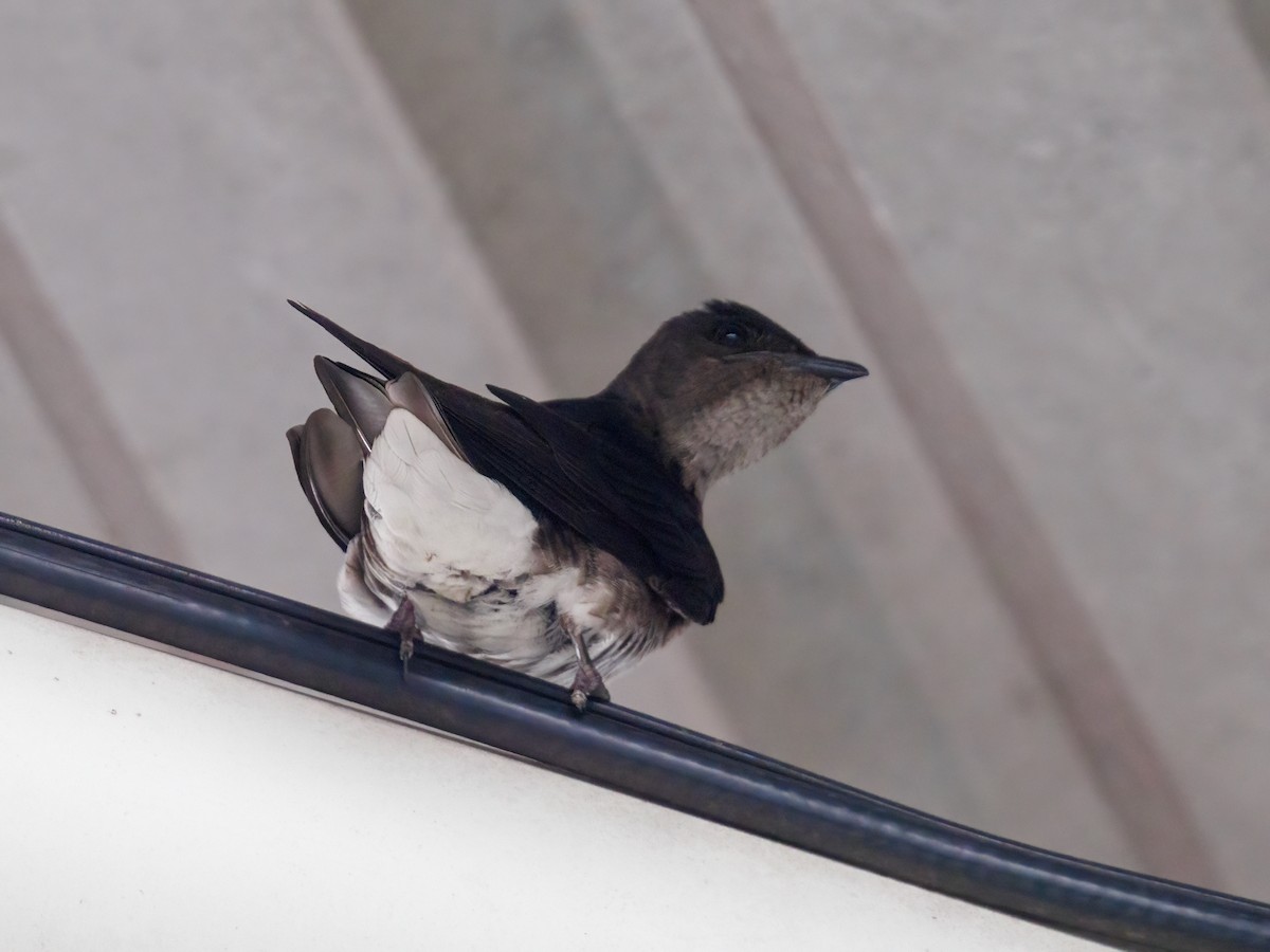 Gray-breasted Martin - ML620169517