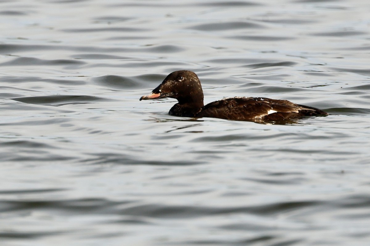 White-winged Scoter - ML620169529