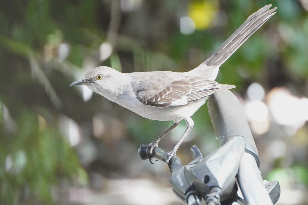 Northern Mockingbird - ML620169541