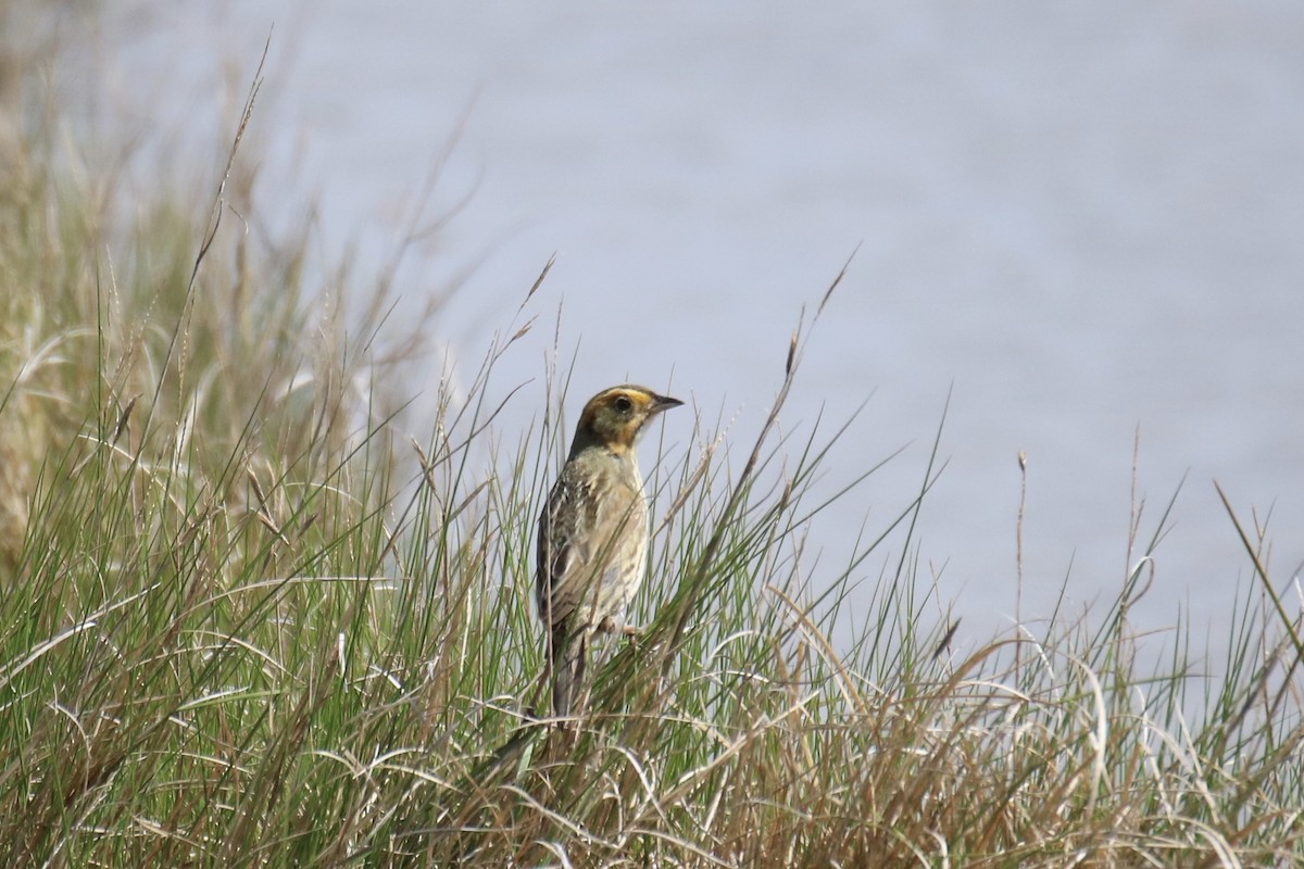 Nelson's Sparrow (Atlantic Coast) - ML620169554