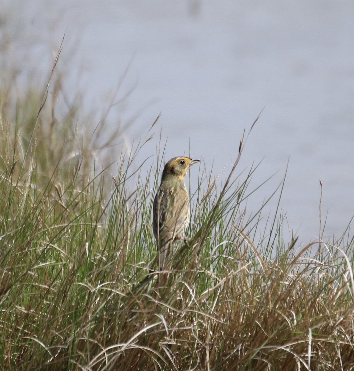 Nelson's Sparrow (Atlantic Coast) - ML620169557