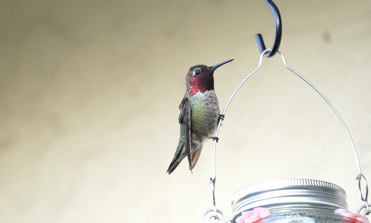 Anna's Hummingbird - ML620169562
