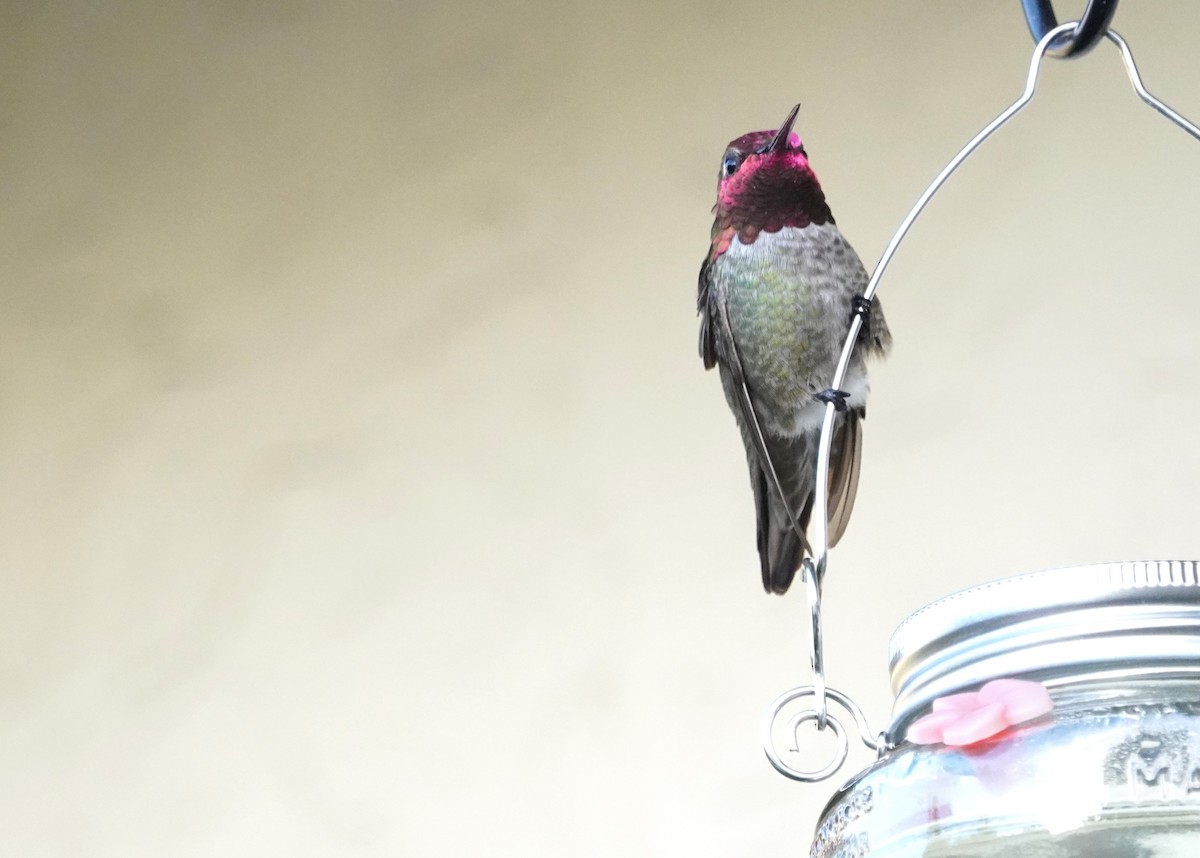 Anna's Hummingbird - ML620169563