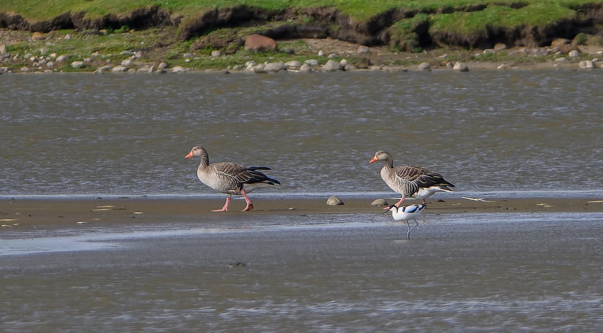 Avocette élégante - ML620169566