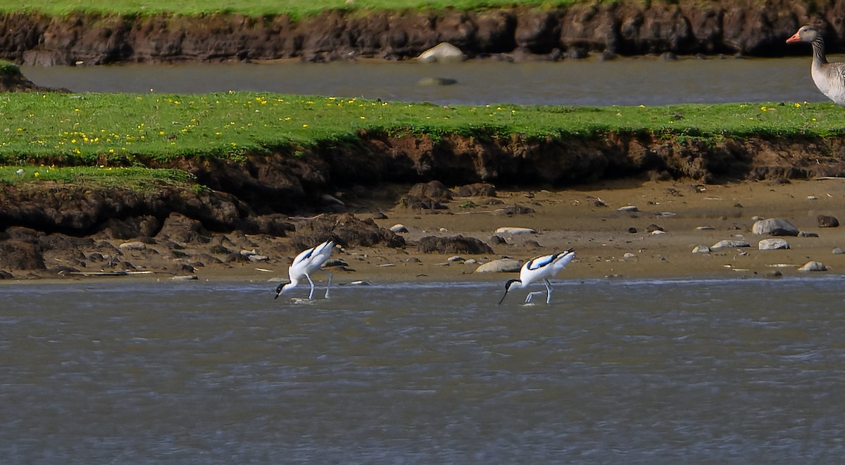 Avocette élégante - ML620169567