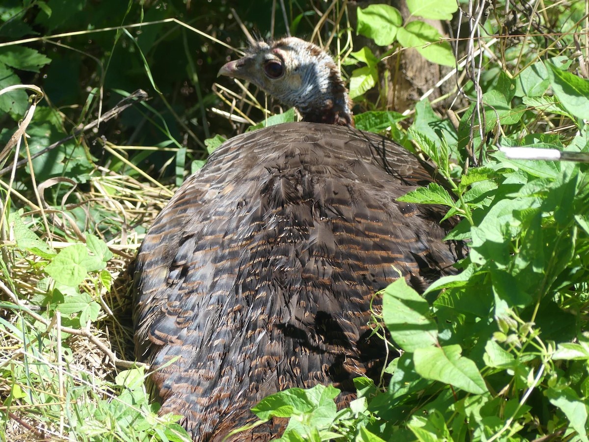 Wild Turkey - ML620169568