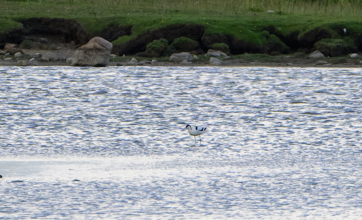 Pied Avocet - ML620169570