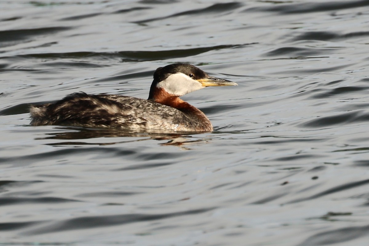 Red-necked Grebe - ML620169571