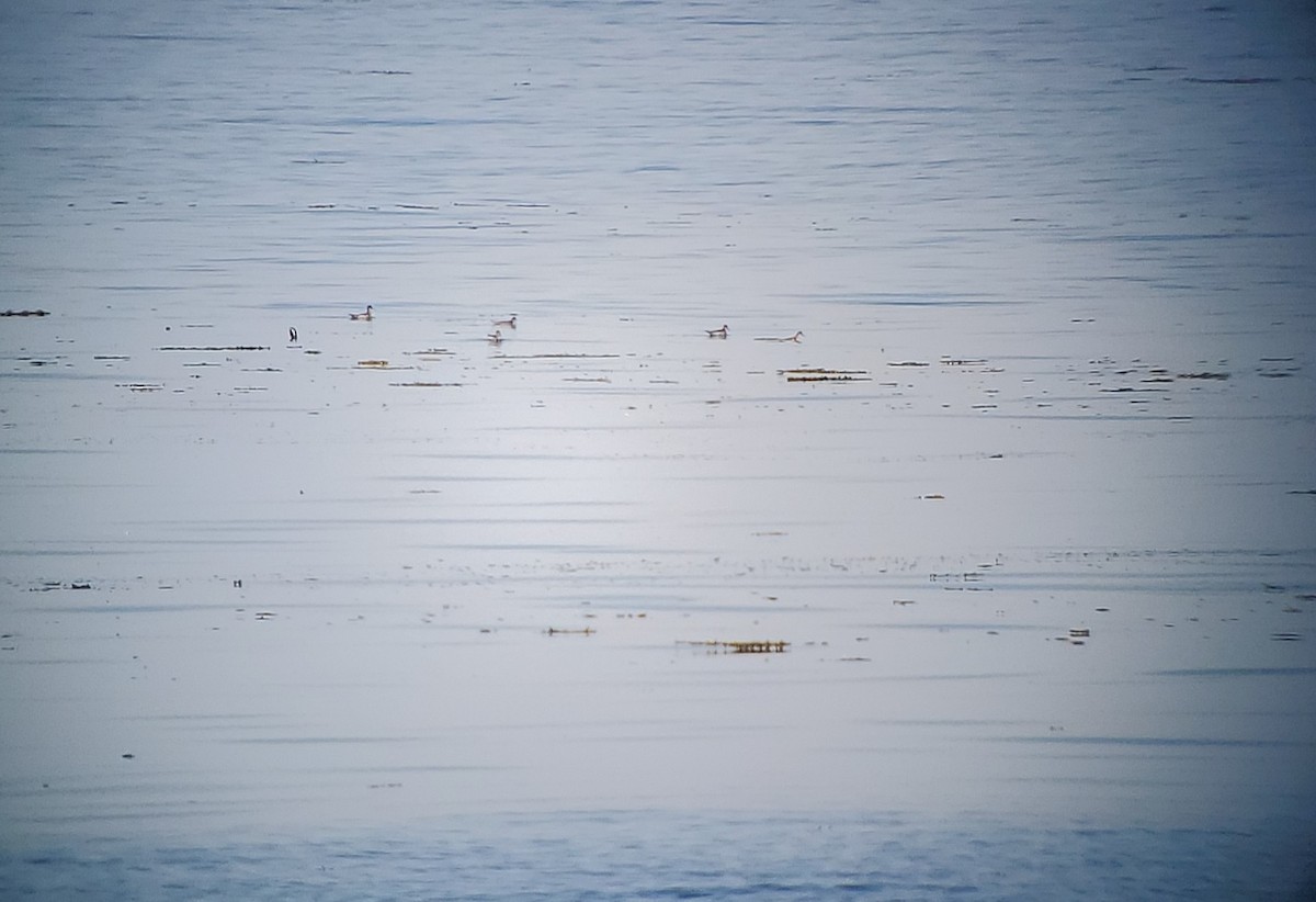 Phalarope à bec étroit - ML620169572