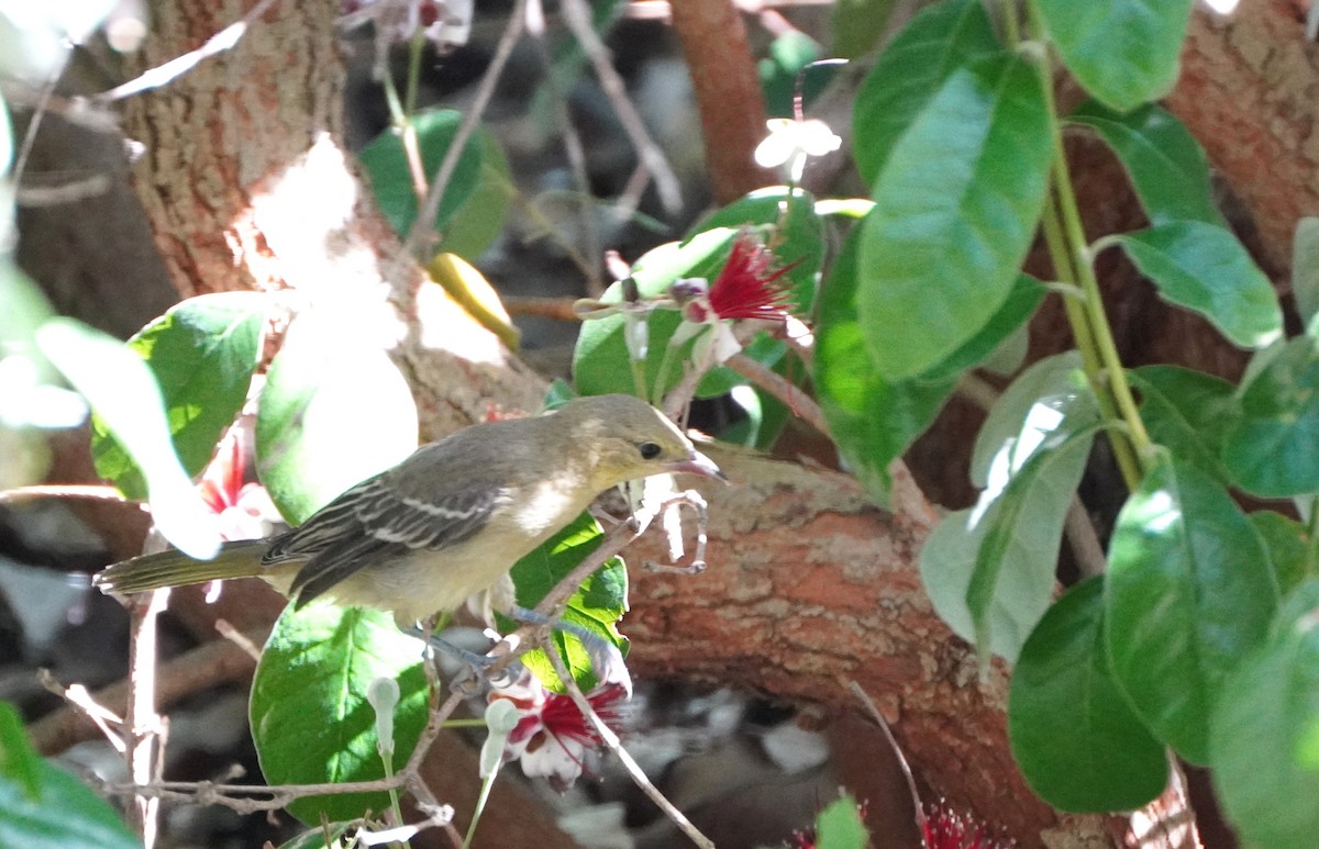 Hooded Oriole - ML620169580