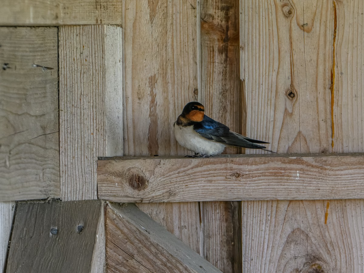 Barn Swallow - ML620169584