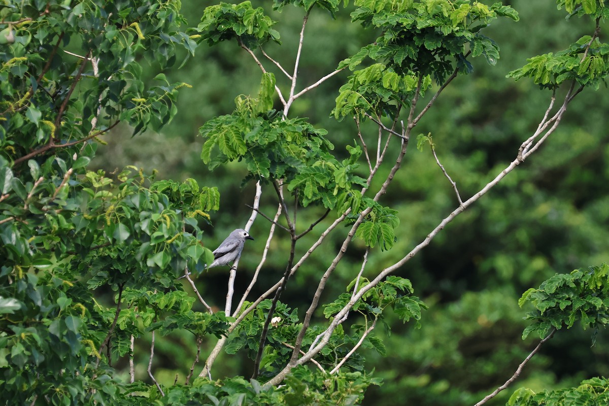 Ashy Drongo - ML620169585