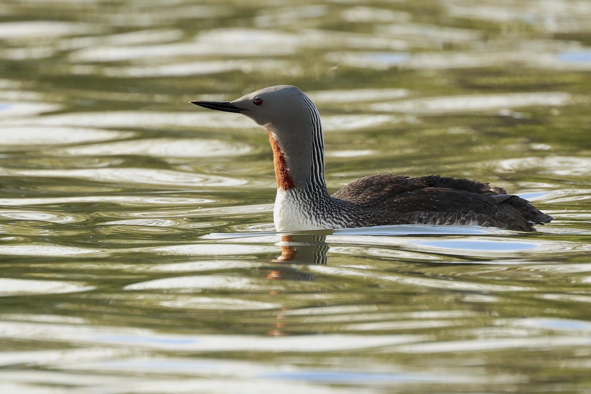 Red-throated Loon - ML620169588