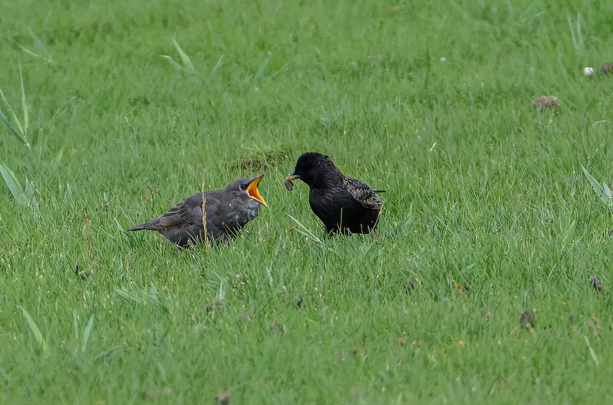 European Starling - ML620169594