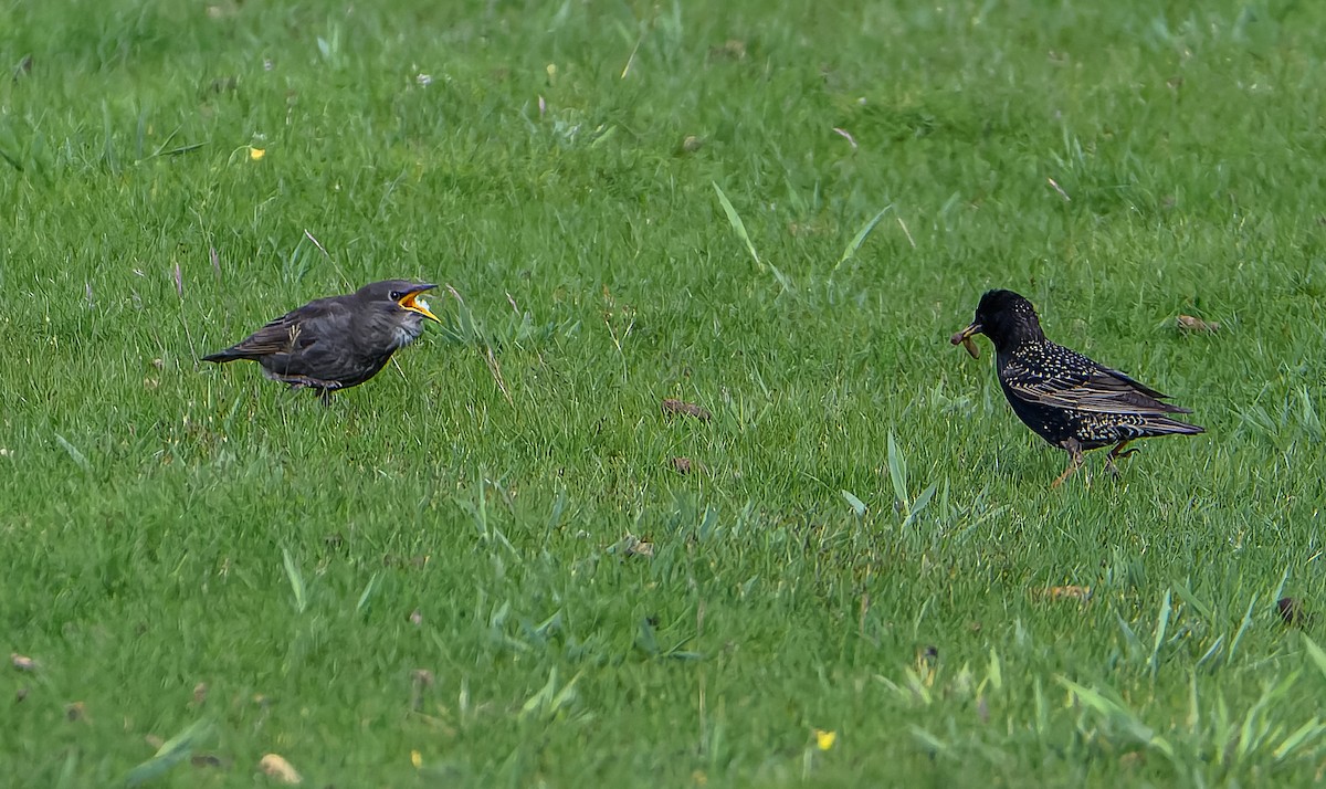 European Starling - ML620169595