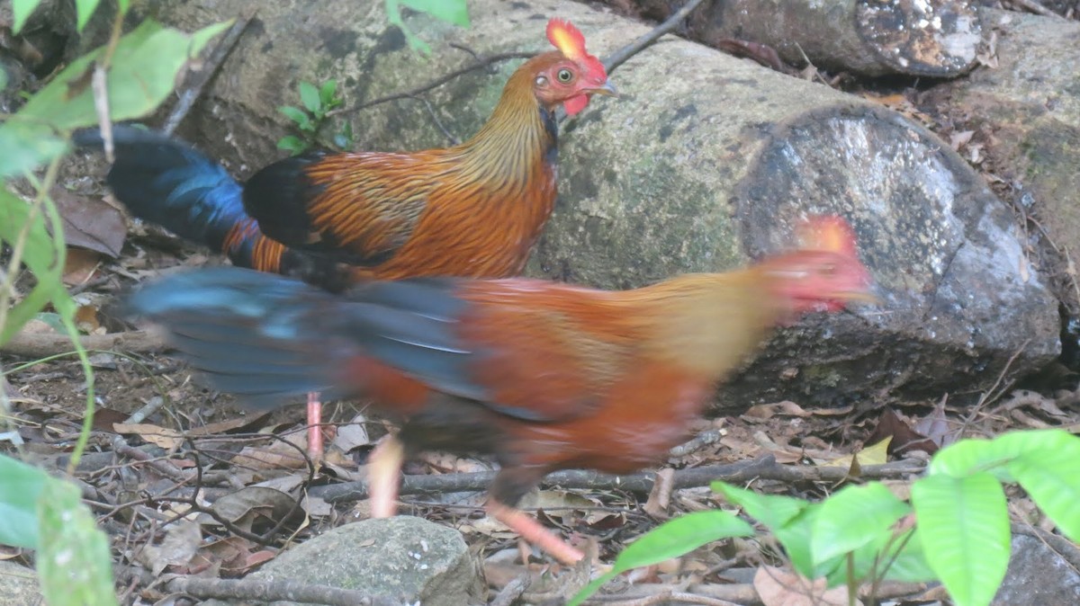 Sri Lanka Junglefowl - ML620169602