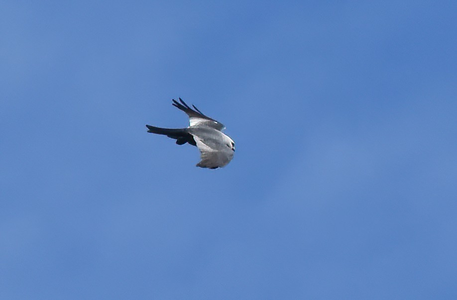 Mississippi Kite - ML620169603