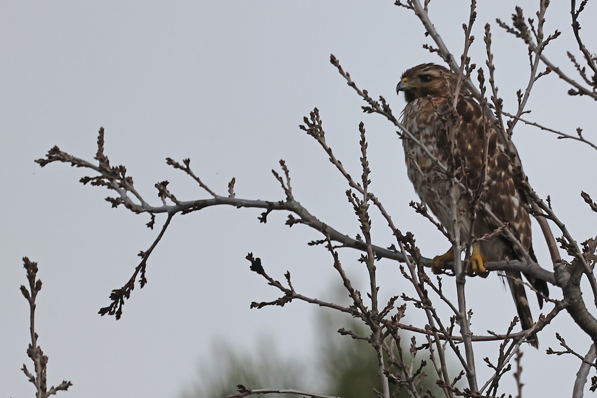 Red-shouldered Hawk - ML620169604