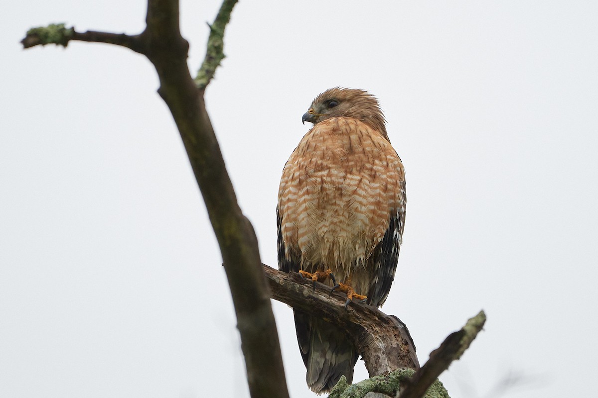 Red-shouldered Hawk - ML620169605