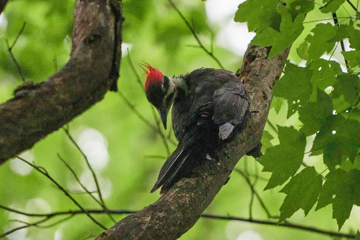 Pileated Woodpecker - ML620169608