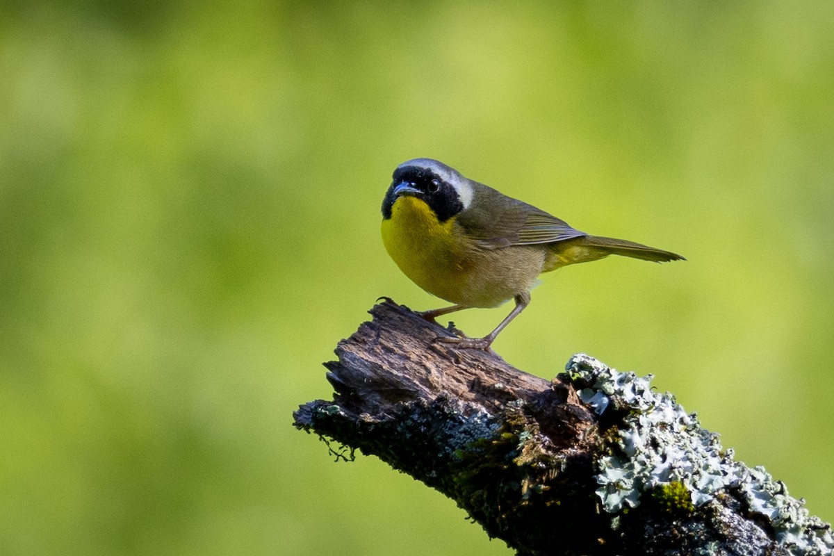 Common Yellowthroat - ML620169610