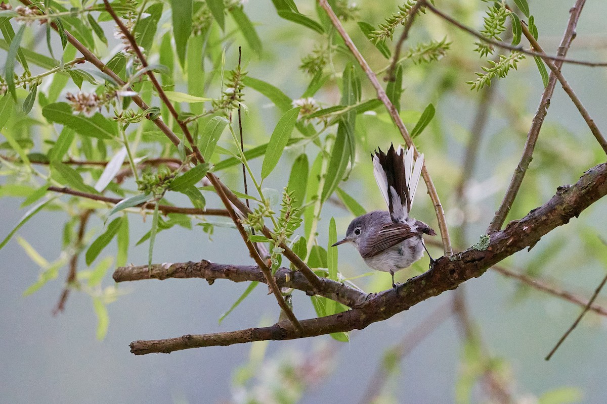 Blue-gray Gnatcatcher - ML620169611