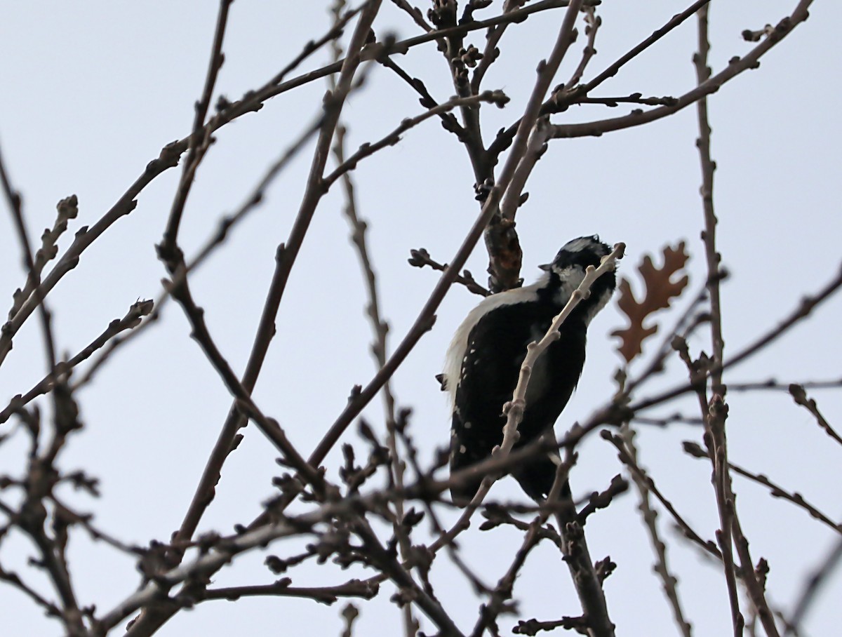 Downy Woodpecker - ML620169613