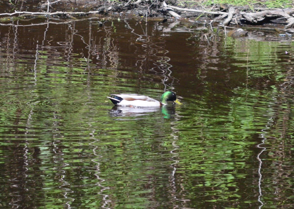 Canard colvert - ML620169632