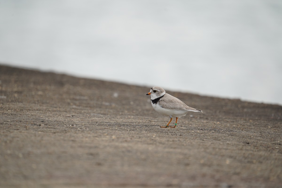 Piping Plover - ML620169636