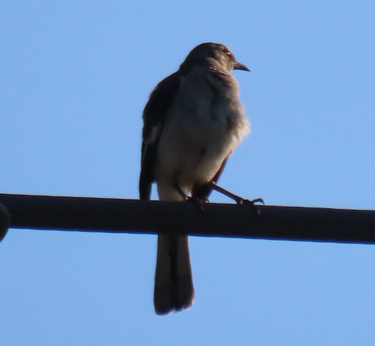 Northern Mockingbird - Bill Wright_cc