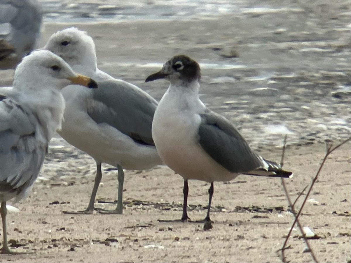 Franklin's Gull - ML620169672