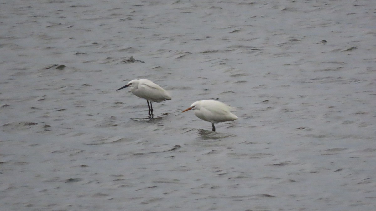 Chinese Egret - ML620169674