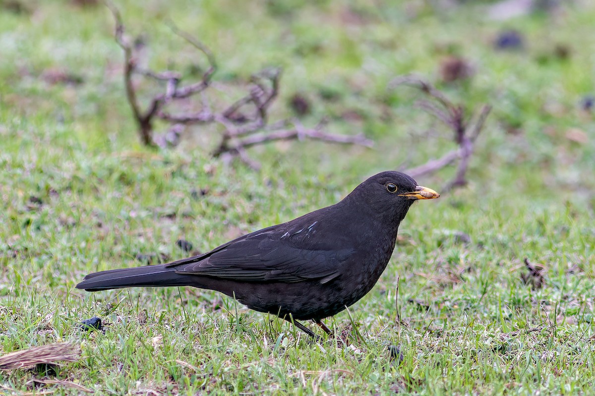 Tibetan Blackbird - ML620169679