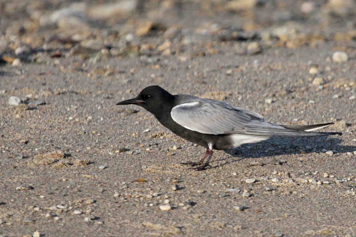 Black Tern - ML620169682