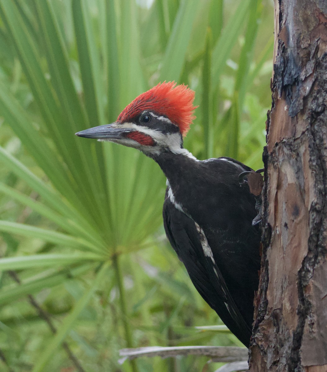 Pileated Woodpecker - ML620169686