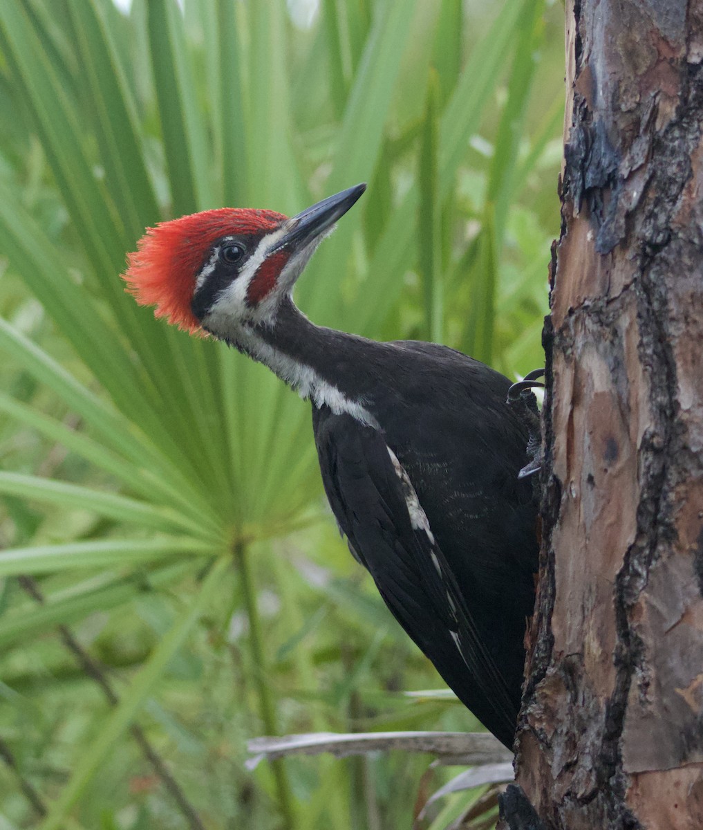 Pileated Woodpecker - ML620169687