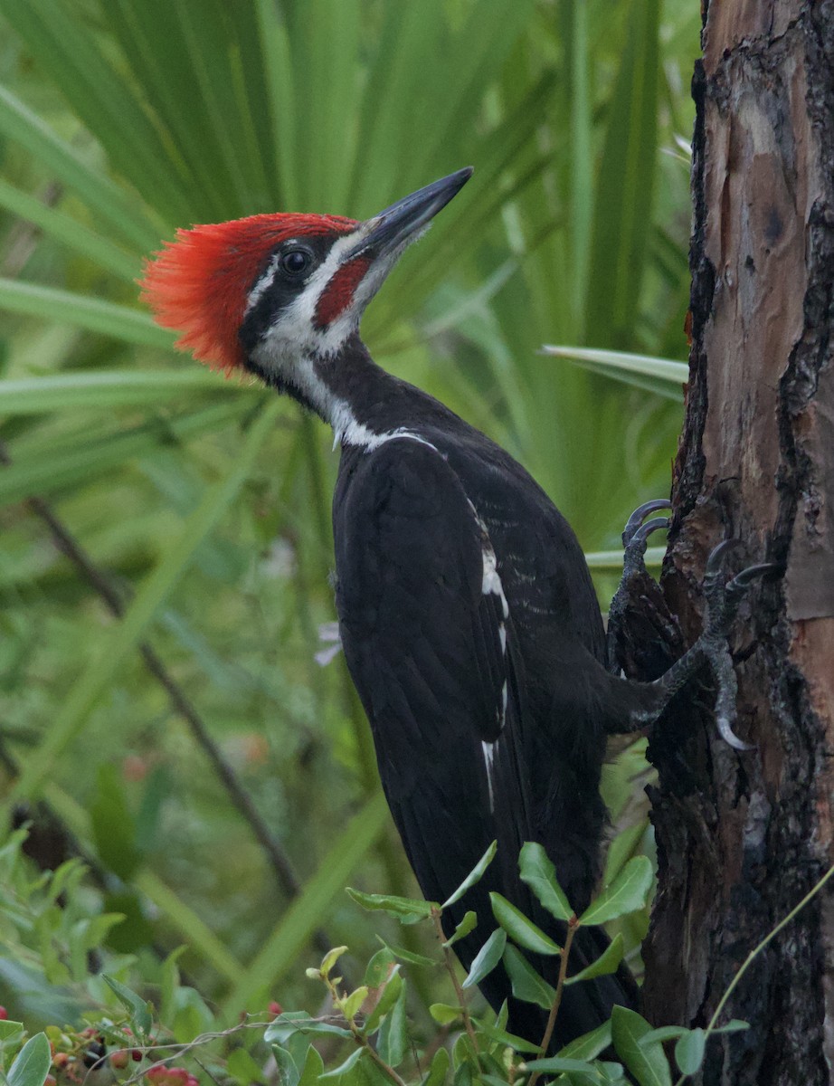 Pileated Woodpecker - ML620169689