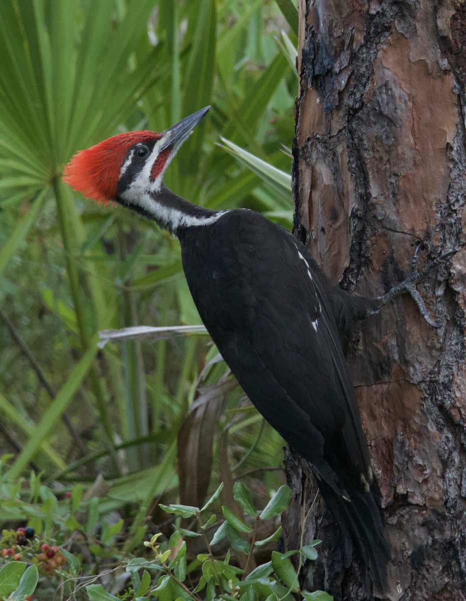 Pileated Woodpecker - ML620169690